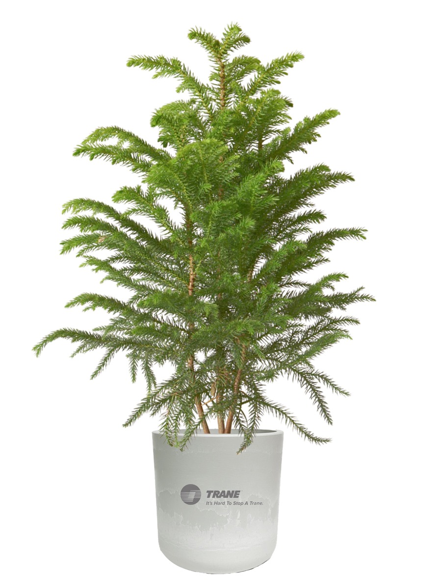 Norfolk Pine Potted Plant