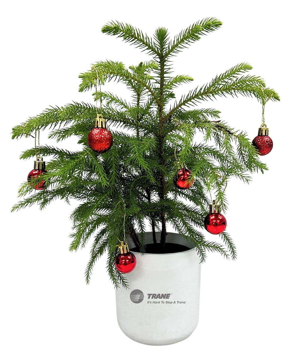 Norfolk Pine Potted Plant