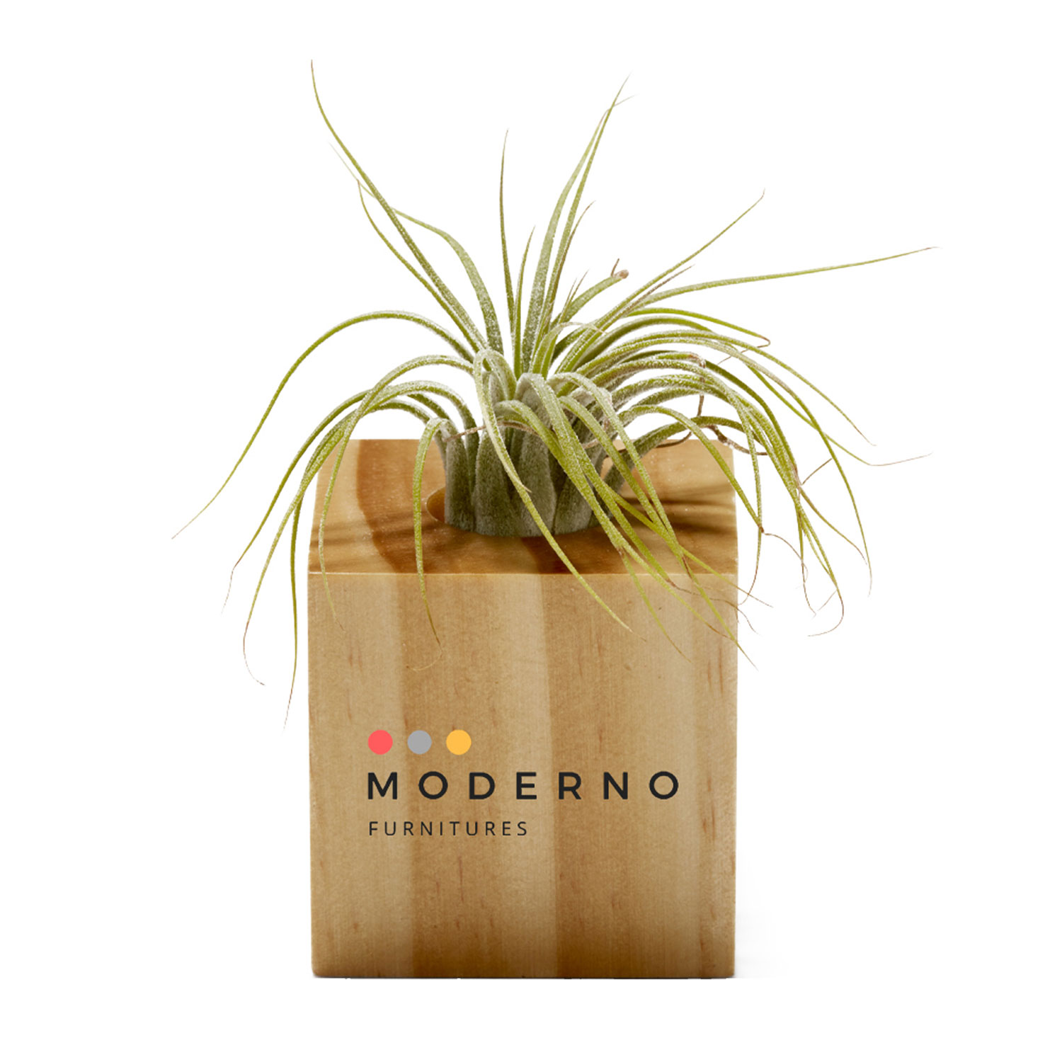 Air Plant in Woodgrain Planter