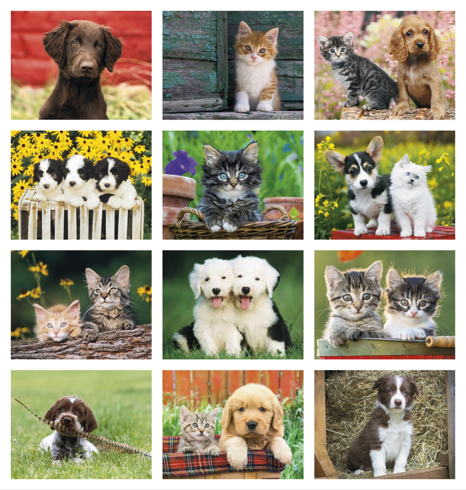 Puppies & Kittens Calendar - Stapled