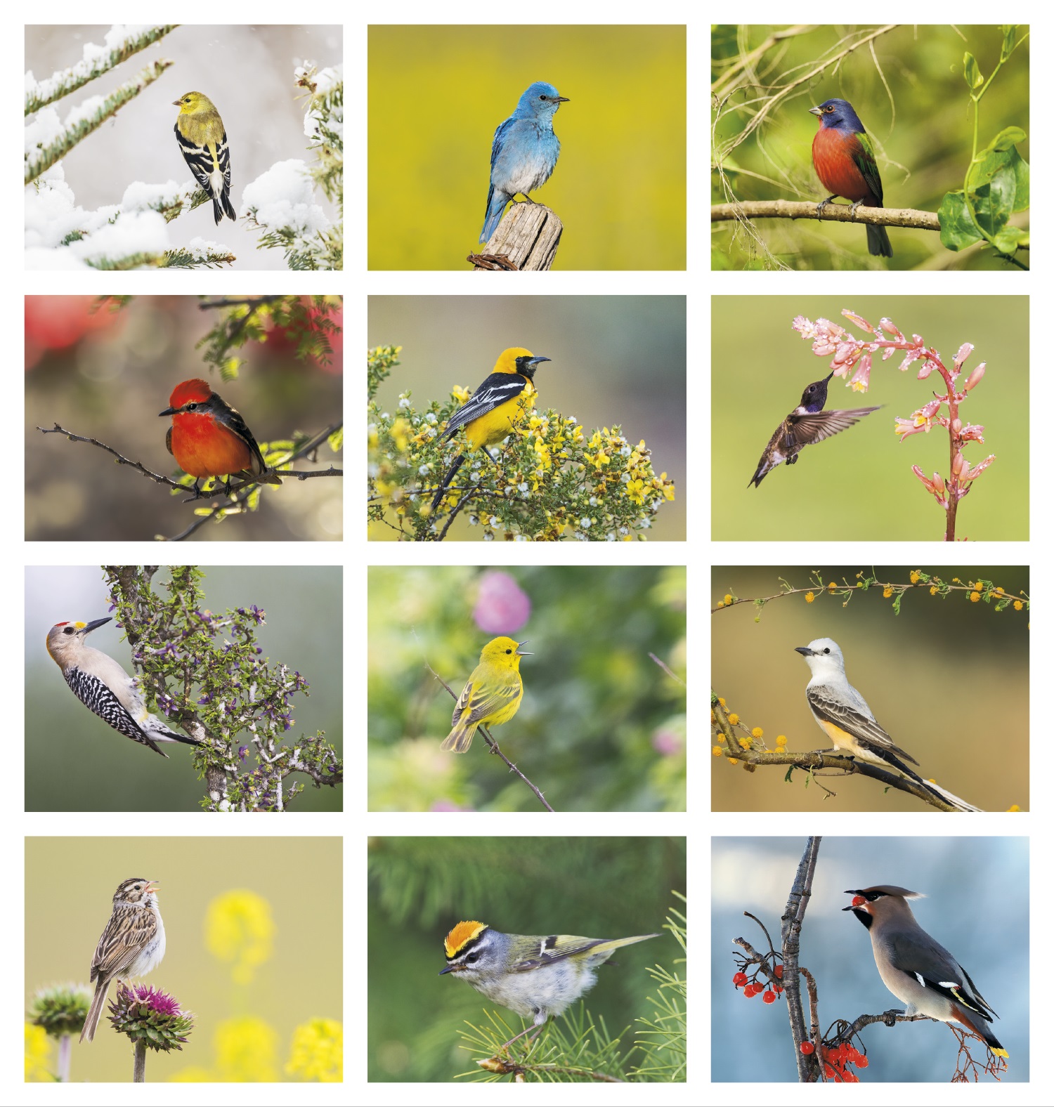 Birds of North America - Stapled