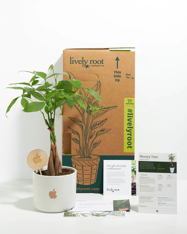Lively Root Money Tree Plant Kit - Small