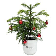 Norfolk Pine Potted Plant