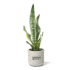 Large Snake Potted Plant