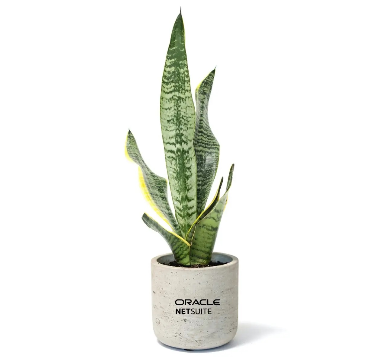 Large Snake Potted Plant