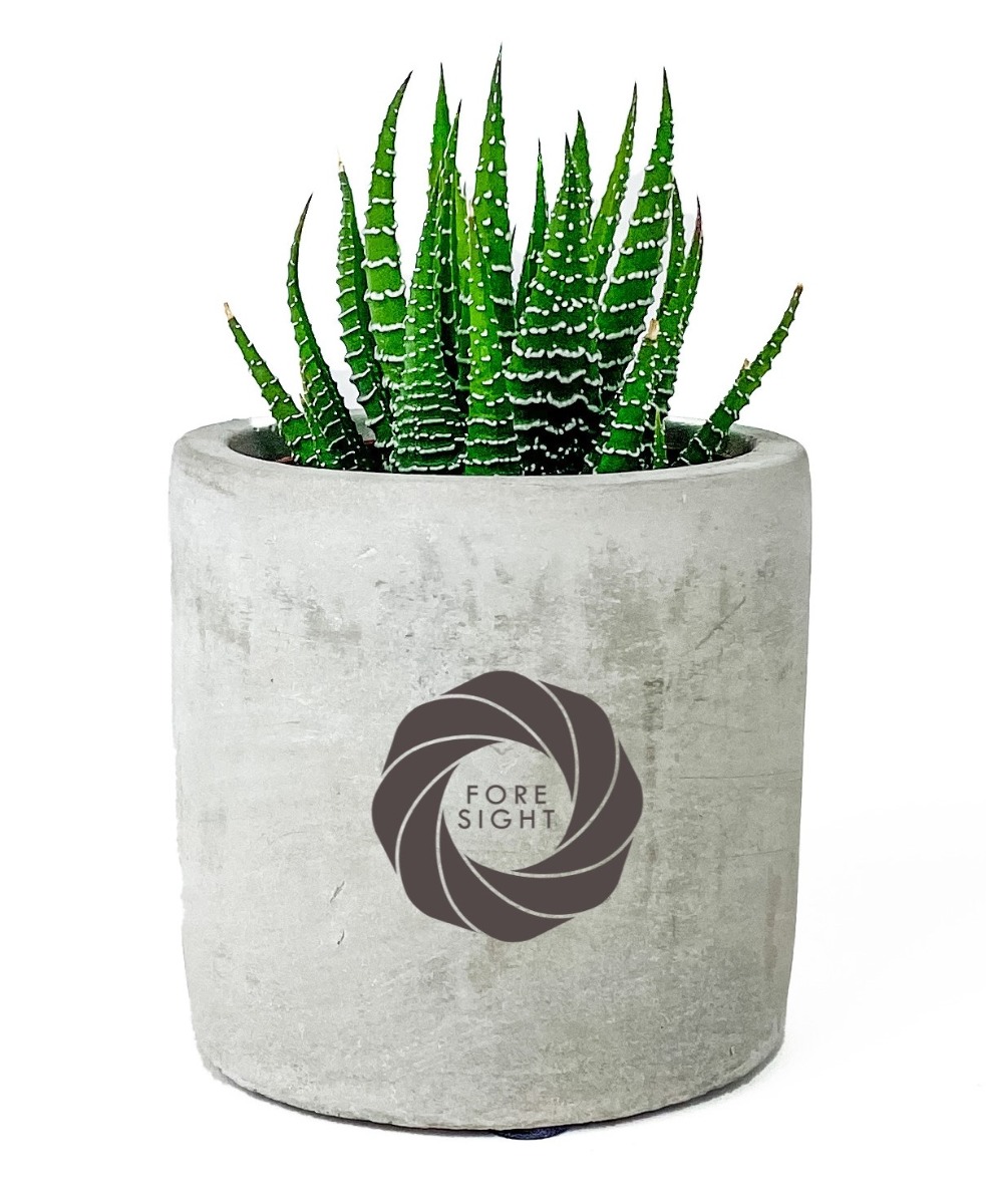 Mini Zebra Succulent Potted Plant