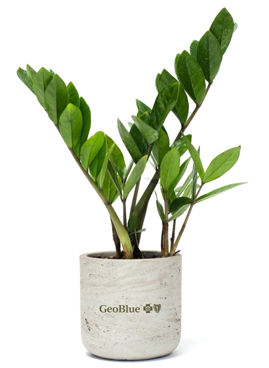 Large ZZ Potted Plant