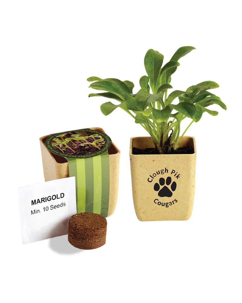 Flower Pot Set With Marigold Seeds image