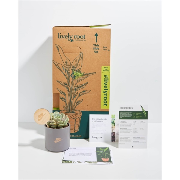 Lively Root Succulent Plant - Small image