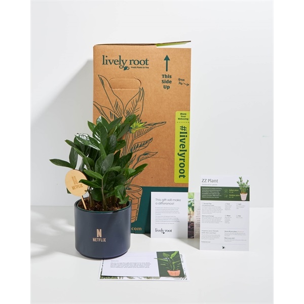 Lively Root ZZ Plant Kit - Small